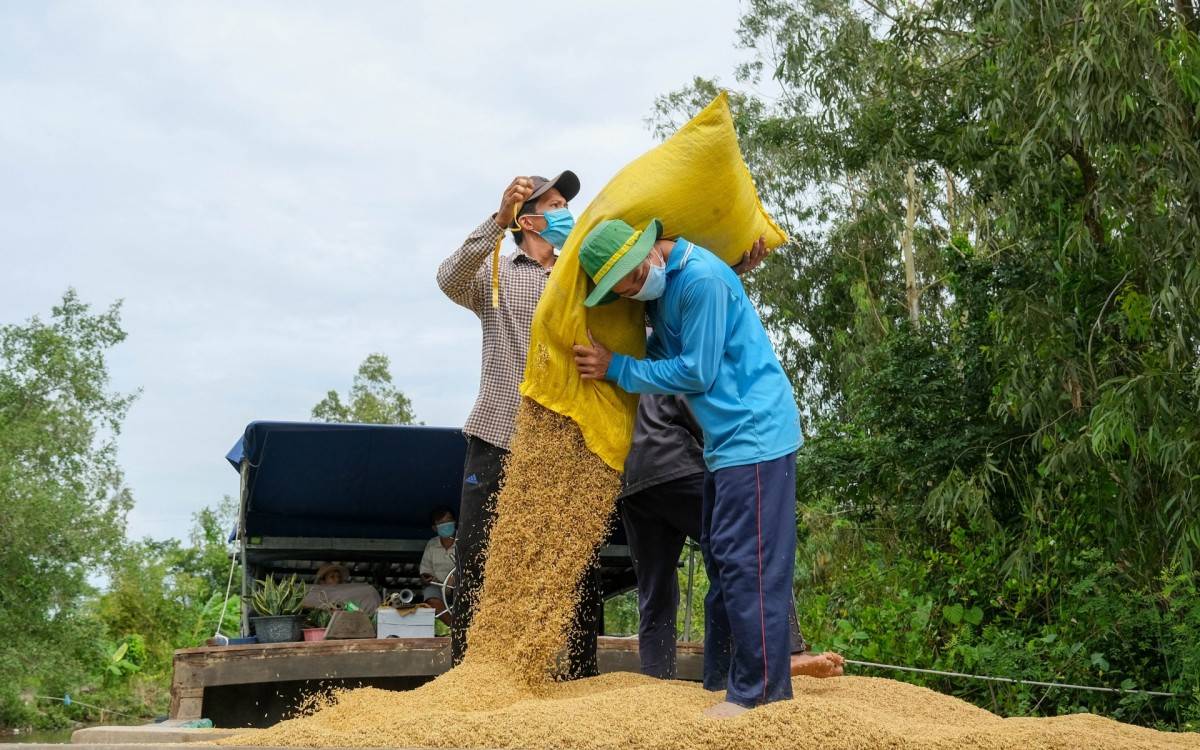 Lao động nông thôn vùng vùng ĐBSCL phần lớn là làm nông nghiệp. Ảnh: Tr.L. (