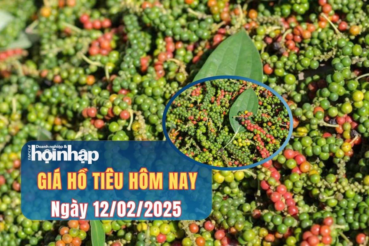 Giá tiêu hôm nay 11/2: Giá tiêu trong nước tiếp tục tăng mạnh Giá tiêu hôm nay 11/2: Giá tiêu trong nước tiếp tục tăng mạnh