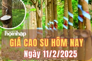 Giá cao su hôm nay 11/2/2025: Giá cao su thế giới tăng - giảm trái chiều