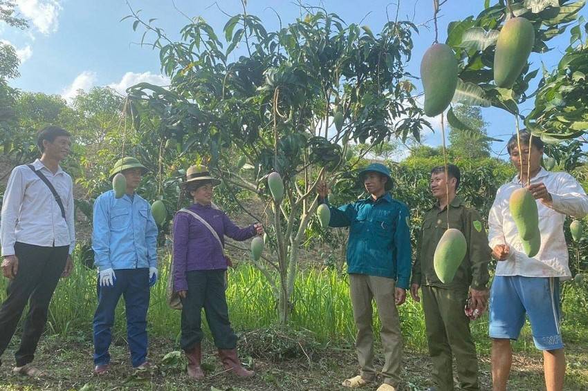 Sơn La: Chuyển giao và áp dụng khoa học, công nghệ tiên tiến vào sản xuất, chế biến, bảo quản nông sản