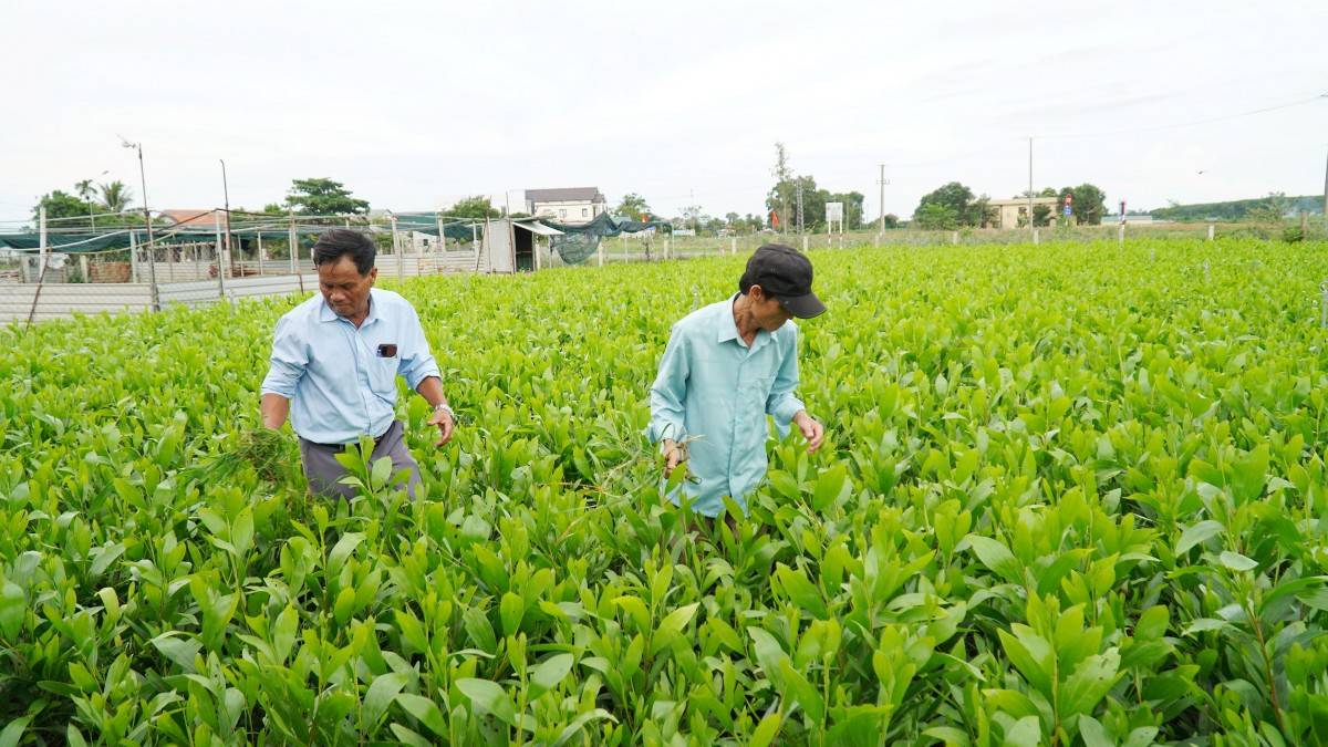 Quảng Trị: Huyện Cam Lộ thúc đẩy quản lý rừng bền vững với chứng chỉ FSC Quảng Trị: Huyện Cam Lộ thúc đẩy quản lý rừng bền vững với chứng chỉ FSC