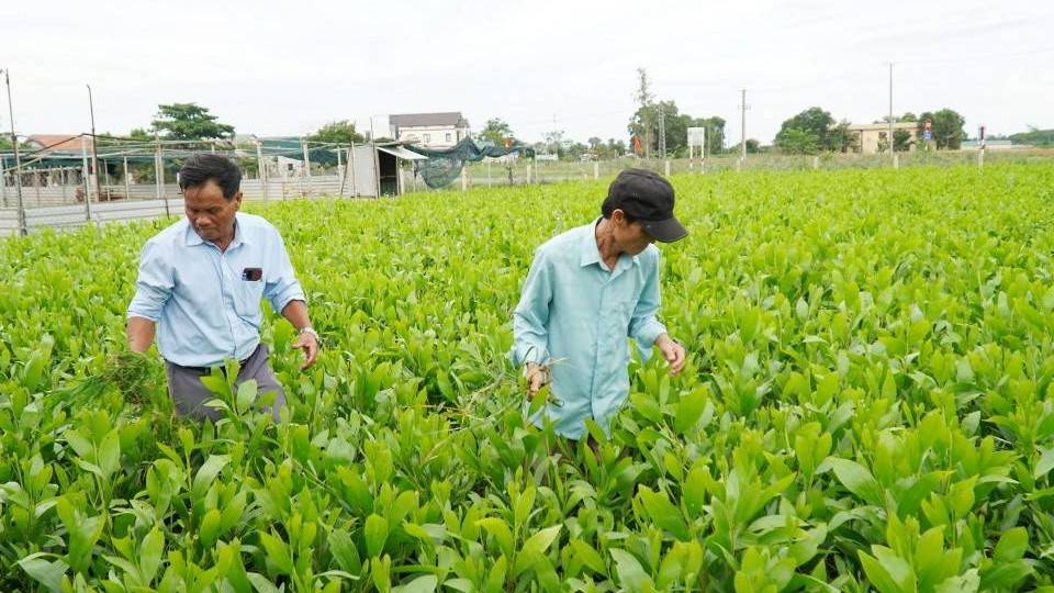 Quảng Trị: Huyện Cam Lộ thúc đẩy quản lý rừng bền vững với chứng chỉ FSC