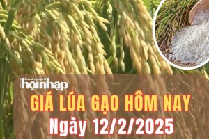 Giá lúa gạo hôm nay 12/2/2025: Giá gạo xuất khẩu Việt Nam giảm 2 - 3 USD/tấn