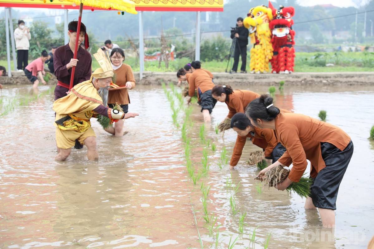 Lễ hội Vua Hùng dạy dân cấy lúa: Khơi nguồn nền nông nghiệp Việt Nam