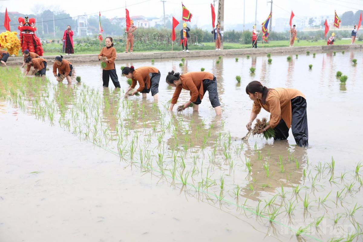 Lễ hội Vua Hùng dạy dân cấy lúa: Khơi nguồn nền nông nghiệp Việt Nam