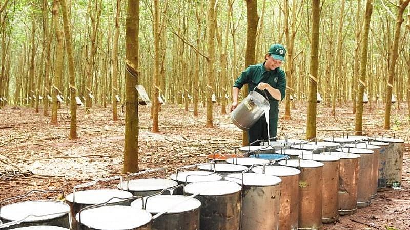 Giá cao su được dự báo sẽ tăng mạnh trong tương lai