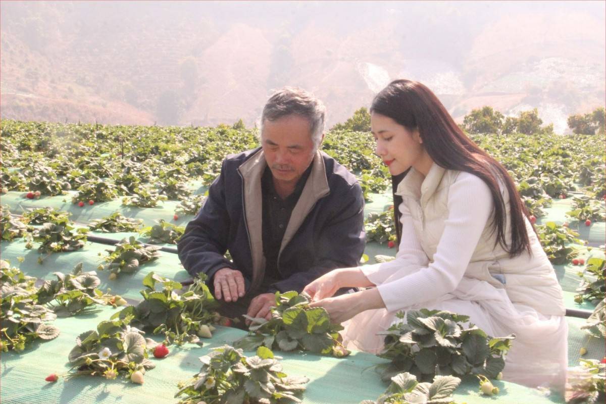 Dâu tây Sơn La cất cánh cùng Vietnam Airlines