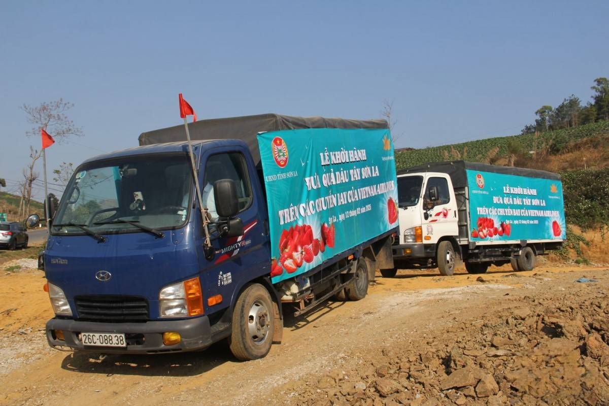 Dâu tây Sơn La cất cánh cùng Vietnam Airlines
