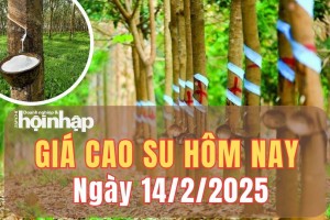 Giá cao su hôm nay 14/2/2025: Giá cao su thế giới biến động trái chiều