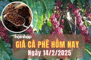 Giá cà phê hôm nay 14/2/2025: Giá cà phê trong nước tăng sát mức đỉnh lịch sử