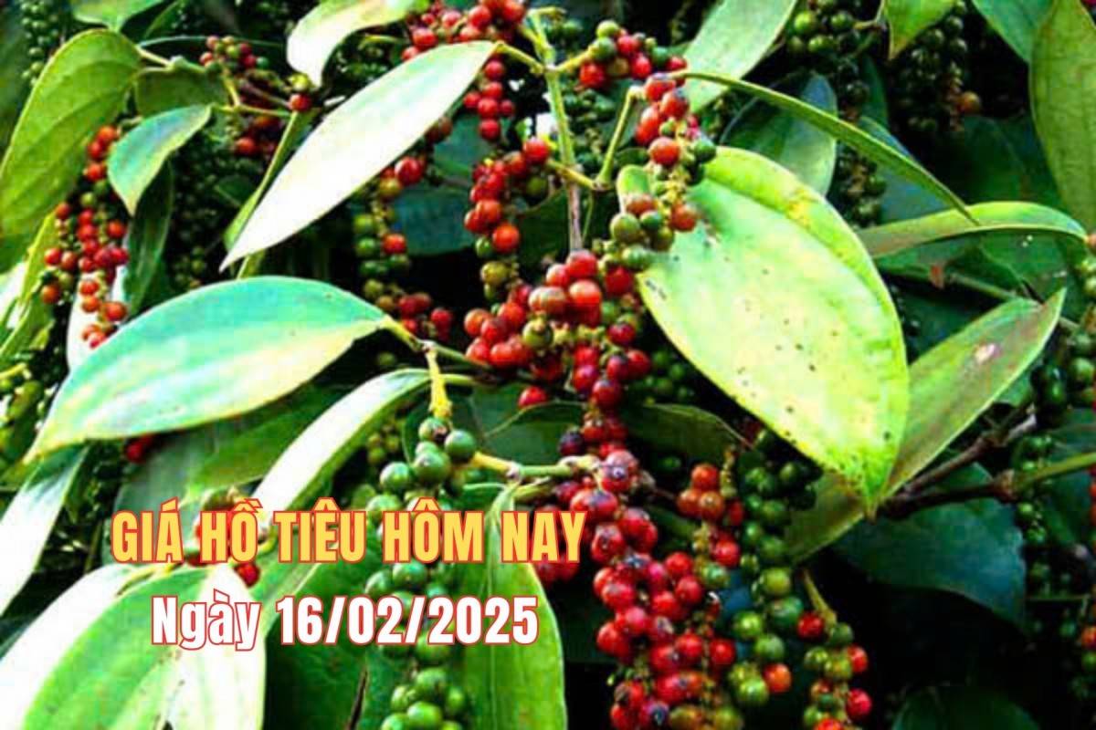 Giá tiêu hôm nay 15/2: Giá tiêu trong nước giảm, giá tiêu thế giới tăng nhẹ