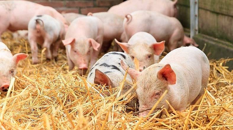 Giá heo hơi hôm nay 16/2/2025: Giá heo hơi đi ngang trên cả nước Giá heo hơi hôm nay 16/2/2025: Giá heo hơi đi ngang trên cả nước