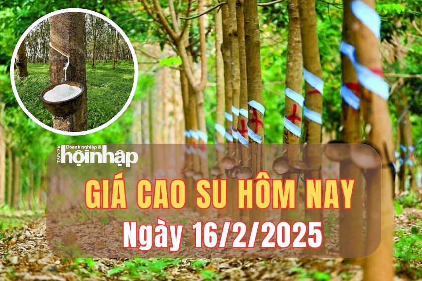 Giá cao su hôm nay 16/2/2025: Giá cao su tại sàn SFHE giữ vững đà tăng