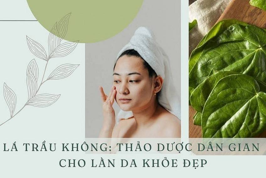 Lá trầu không: Thảo dược dân gian cho làn da khỏe đẹp