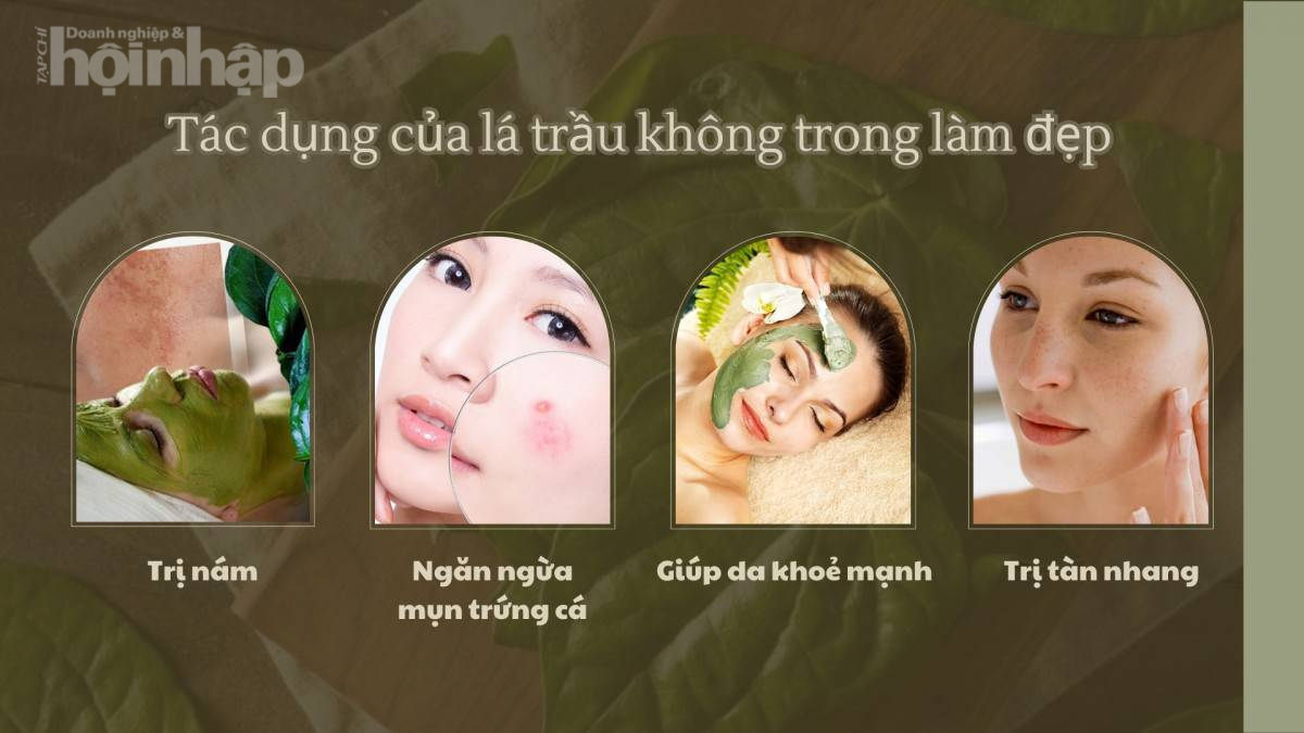 Lá trầu không: Thảo dược dân gian cho làn da khỏe đẹp