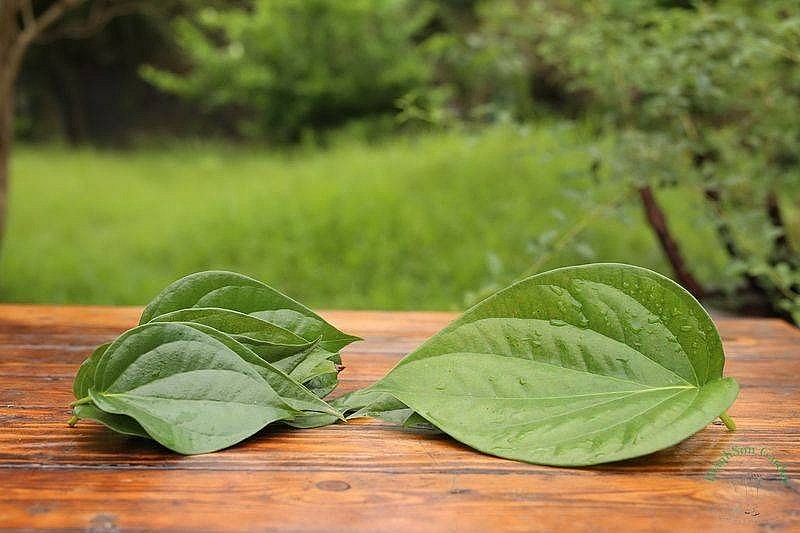 Lá trầu không: Thảo dược dân gian cho làn da khỏe đẹp