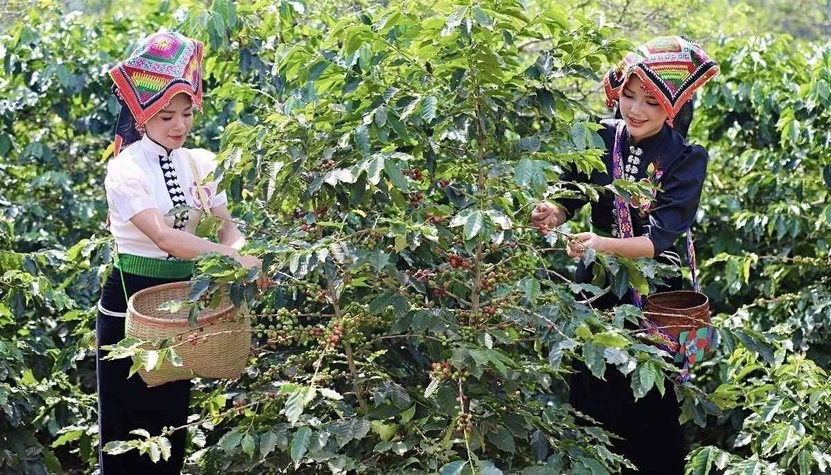 TP. Sơn La tập trung phát triển và hình thành vùng chuyên canh cà phê