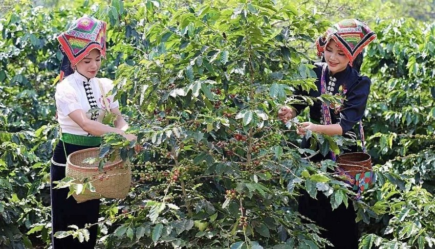 TP. Sơn La tập trung phát triển và hình thành vùng chuyên canh cà phê TP. Sơn La tập trung phát triển và hình thành vùng chuyên canh cà phê