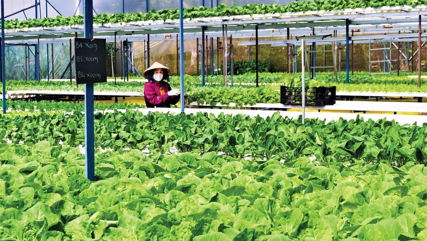 Xây dựng các vùng nông sản liên kết với doanh nghiệp, đẩy mạnh khuyến nông điện tử