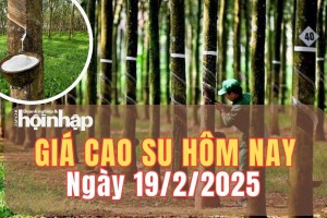 Giá cao su hôm nay 19/2/2025: Giá cao su giảm trên sàn SHFE và Tocom - Tokyo