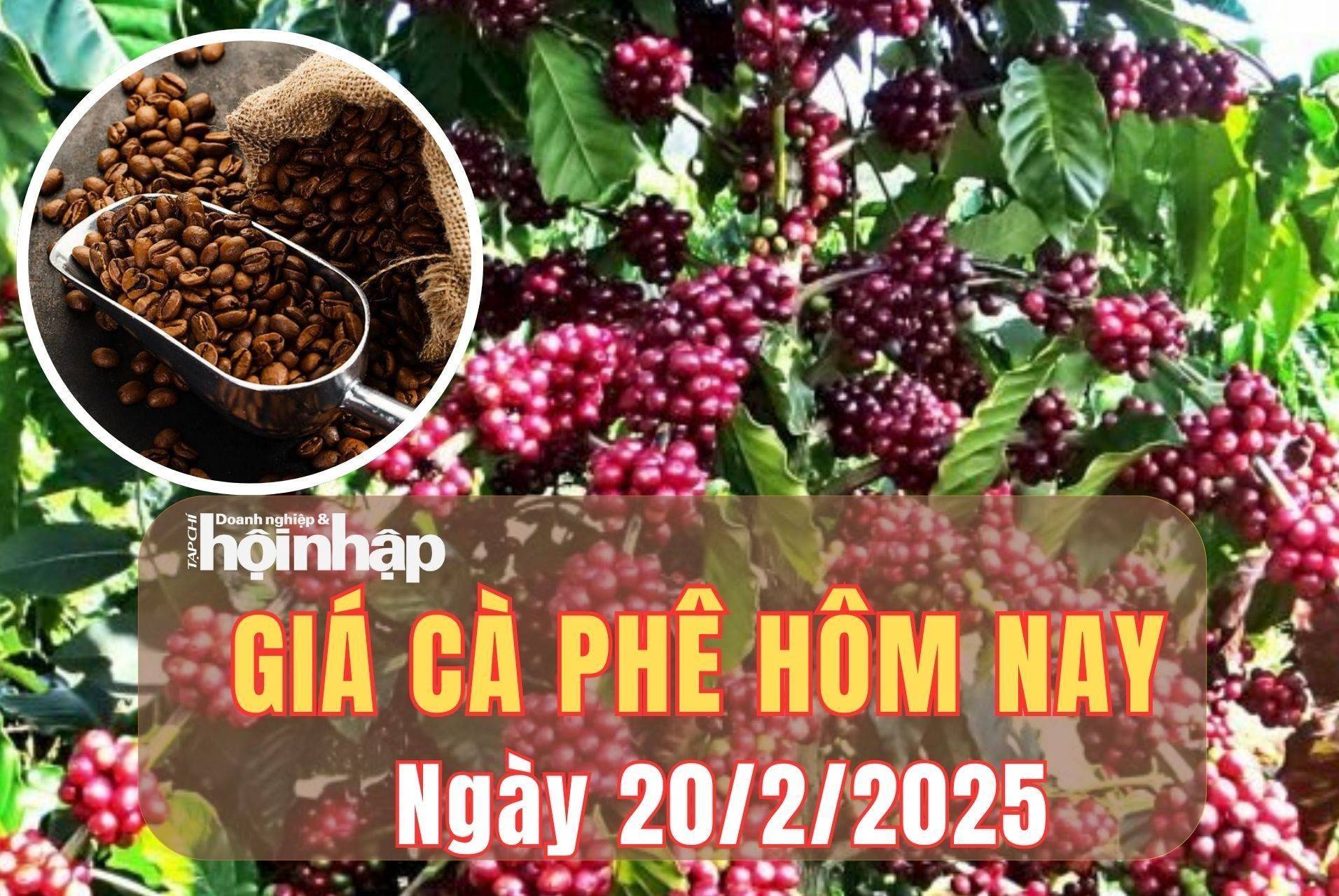 Giá cà phê hôm nay 20/2/2025: Giá cà phê trong nước đồng loạt tăng 1.000 đồng/kg