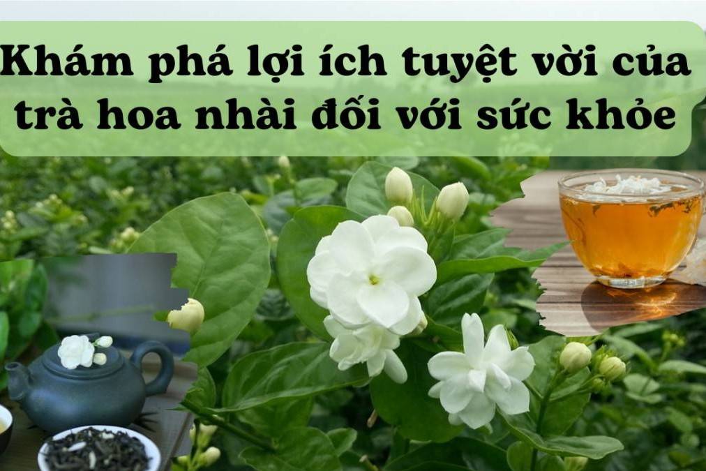 Khám phá lợi ích tuyệt vời của trà hoa nhài đối với sức khỏe