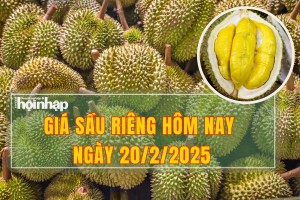 Giá sầu riêng hôm nay 20/2: Thị trường sầu riêng trong nước tăng giá mỗi ngày