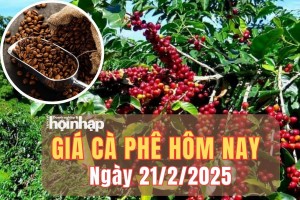 Giá cà phê hôm nay 21/2/2025: Giá cà phê trong nước tiếp đà tăng, tiến sát mức 134.000 đồng/kg