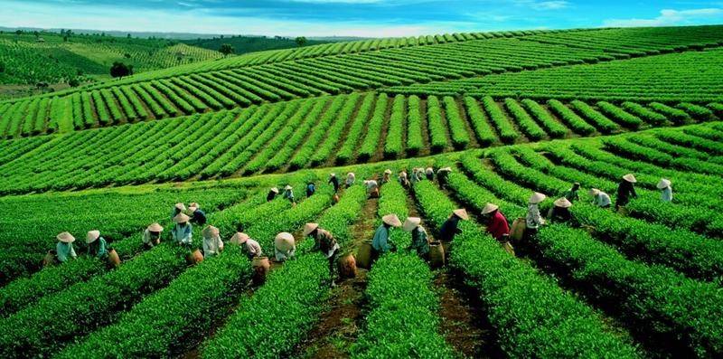 Thái Nguyên: Tăng cường tín dụng để phát triển nông nghiệp bền vững Thái Nguyên: Tăng cường tín dụng để phát triển nông nghiệp bền vững