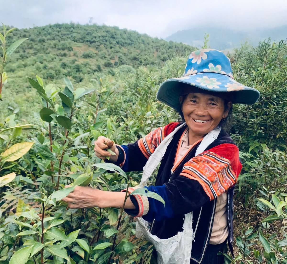 Điện Biên: Nâng tầm sản phẩm OCOP từ cây chè cổ thụ ở Tủa Chùa