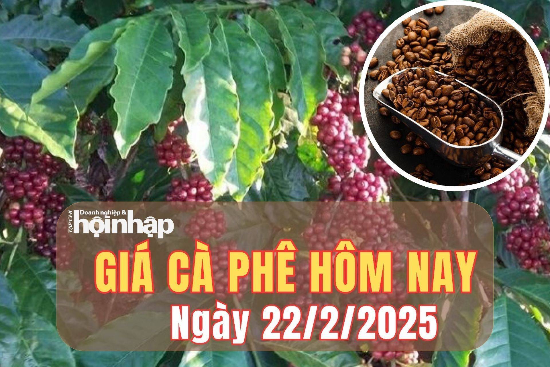 Giá cà phê hôm nay 22/2/2025: Phiên cuối tuần, giá cà phê trong nước quay đầu giảm 1.200 - 1.300 đồng/kg