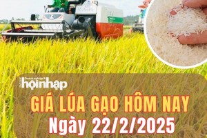 Giá lúa gạo hôm nay 22/2/2025: Giá gạo tăng 100 đồng/kg, gạo xuất khẩu giảm