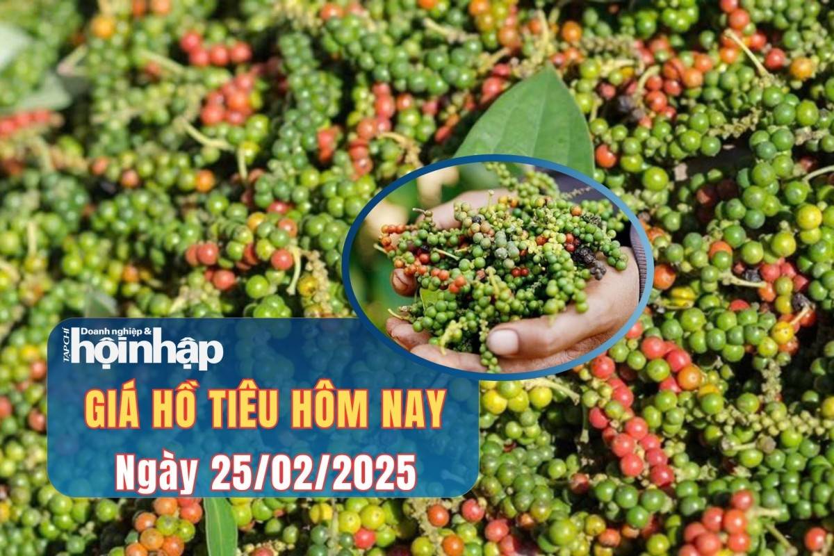 Giá tiêu hôm nay 24/2: Giá tiêu trong nước và thế giới ổn định Giá tiêu hôm nay 24/2: Giá tiêu trong nước và thế giới ổn định