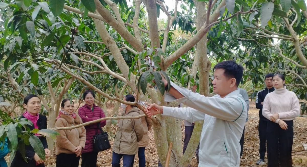 Chăm sóc mùa vụ mới tại vùng trồng xoài lớn nhất tỉnh Sơn La Chăm sóc mùa vụ xoài mới tại vùng trồng xoài lớn nhất tỉnh Sơn La