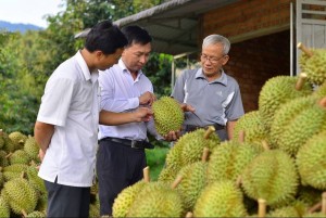 Xuất khẩu sầu riêng qua cửa khẩu Lạng Sơn tháng 2 chỉ bằng 1/10 năm ngoái