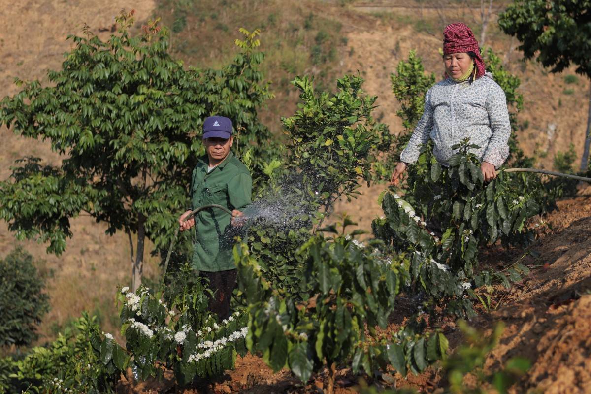 Điện Biên: Phát triển cây cà phê và mắc ca tại Tuần Giáo