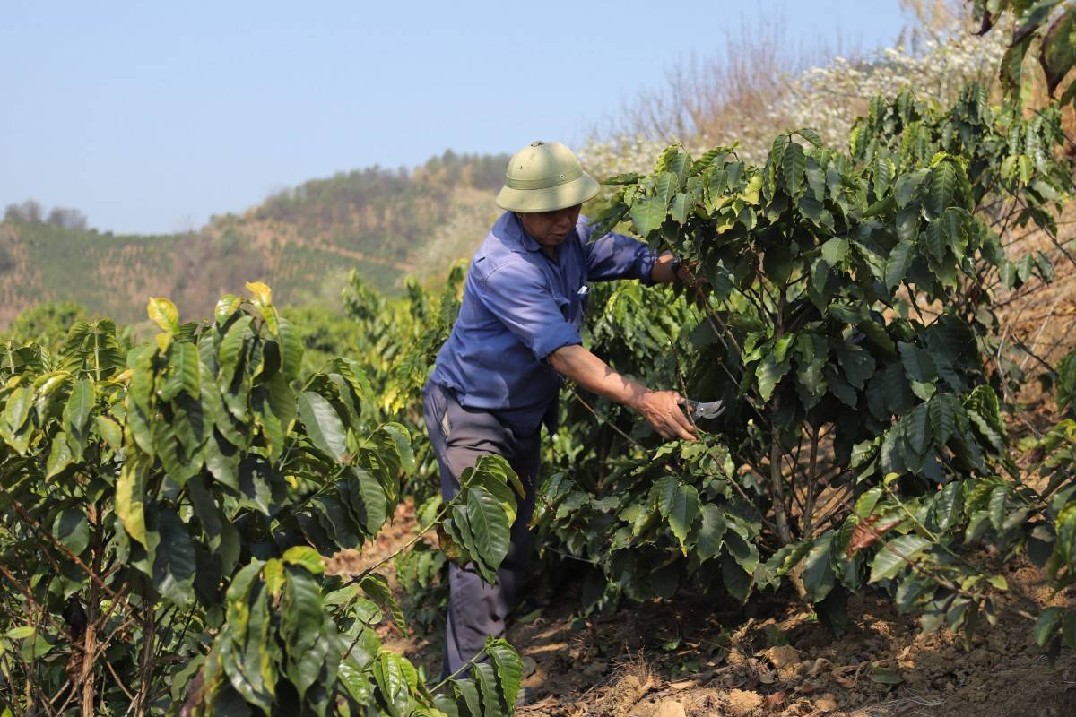 Điện Biên: Phát triển cây cà phê và mắc ca tại Tuần Giáo