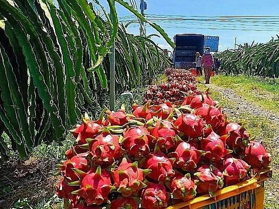 Tiêu dùng xanh ở thị trường EU: Mở ra cơ hội lớn cho nông sản Việt