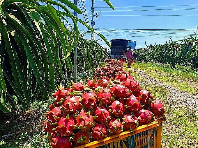 Việt Nam có điều kiện tự nhiên thuận lợi để sản xuất nhiều loại nông sản đặc thù mà EU không có như thanh long, xoài, chanh leo, vải, nhãn. Vậy nên đây được coi là lợi thế rất lớn của nông sản nước ta.