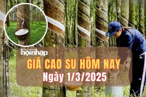 Giá cao su hôm nay 1/3: Giá cao su thế giới tăng - giảm trái chiều