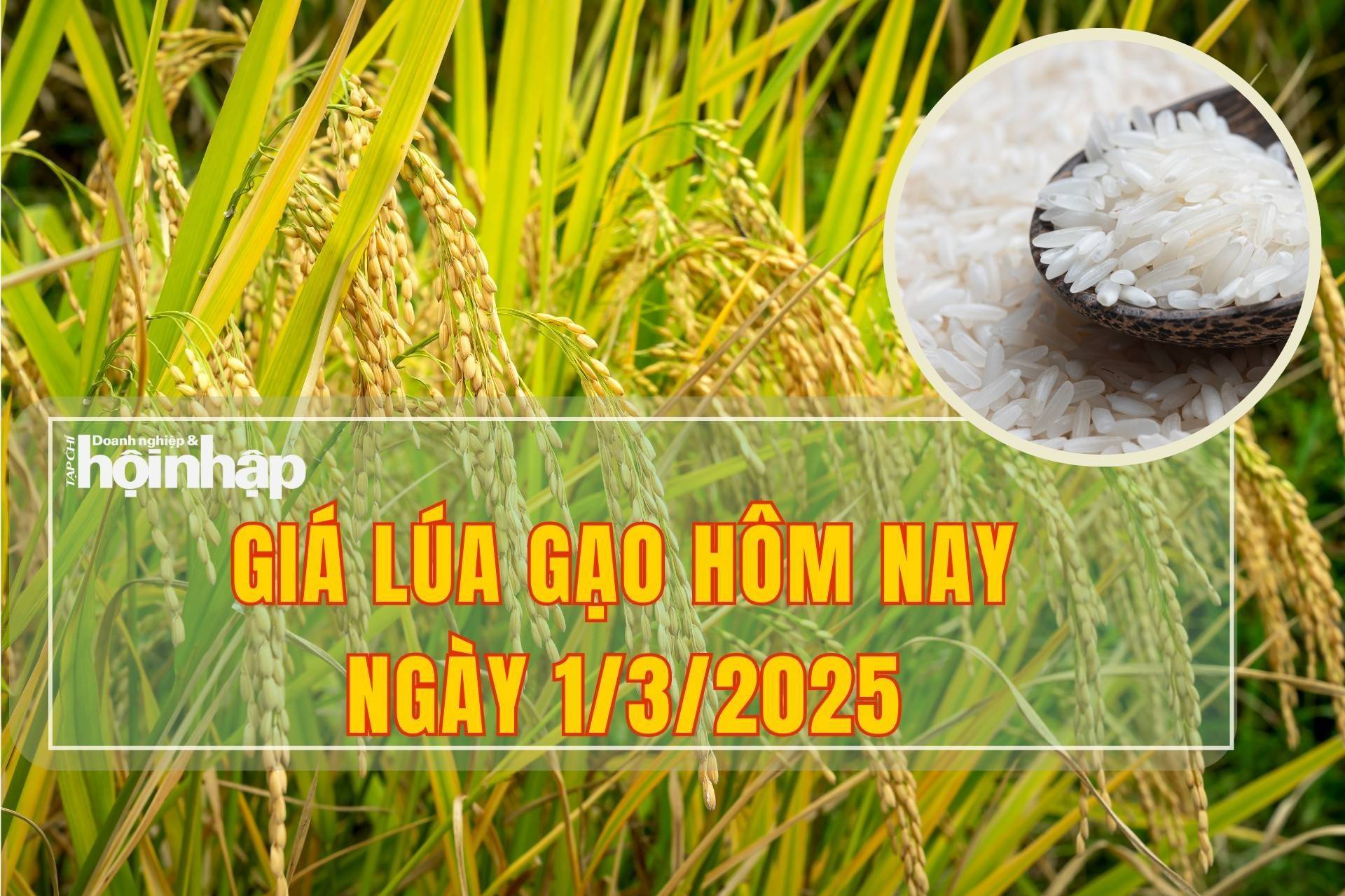 Giá lúa gạo hôm nay 1/3/2025: Thị trường lúa tươi ghi nhận tiếp đà giảm