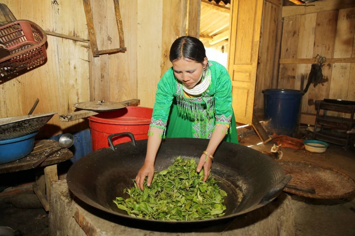 Chè shan tuyết cổ thụ trên đỉnh Tà Xùa Chè shan tuyết cổ thụ trên đỉnh Tà Xùa