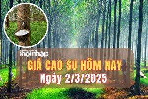 Giá cao su hôm nay 2/3: Giá cao su trong nước ổn định, thế giới tăng - giảm trái chiều