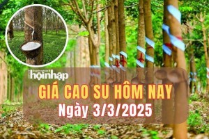 Giá cao su hôm nay 3/3: Giá cao su trên các sàn giao dịch diễn biến trái chiều