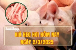 Giá heo hơi hôm nay 2/3/2025: Giá heo hơi tăng ở cả 3 miền, Đồng Nai lập đỉnh mới