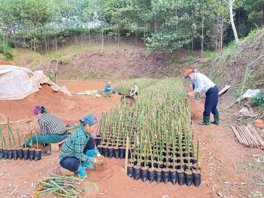 Yên Bái: Liên kết sản xuất theo chuỗi giá trị, phát triển thương hiệu Măng Bát Độ