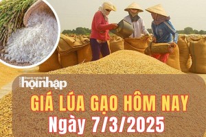 Giá lúa gạo hôm nay 7/3/2025: Giá gạo nguyên liệu tăng từ 50 - 100 đồng/kg