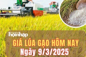 Giá lúa gạo hôm nay 9/3/2025: Trong tuần qua, giá gạo xuất khẩu giảm mạnh