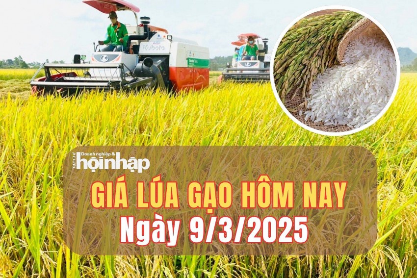giá lúa gạo giá lúa gạo