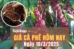 Giá cà phê hôm nay 10/3/2025: Tuần qua, giá cà phê trong nước tăng từ 100 - 1.500 đồng/kg